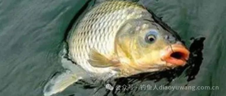夜钓鱼什么时候开口？夜钓最佳时机揭秘