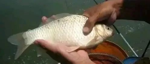 春天野钓注意三点，鲫鱼鱼口特别好，钓位，饵料，水温。
