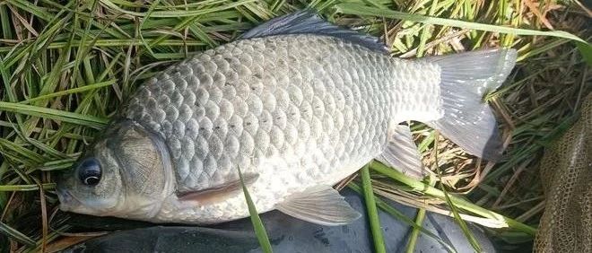 深秋钓鲫秘籍：深，浅，远，近，要选择得当！找准钓点才能下竿就有口