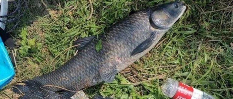 深秋野钓大鱼，钓位选择4要诀，深浅都能钓爆护
