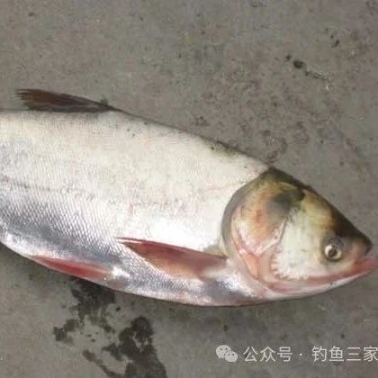 钓鱼技能大揭秘！五招在手，新手也能变钓鱼界的佼佼者！