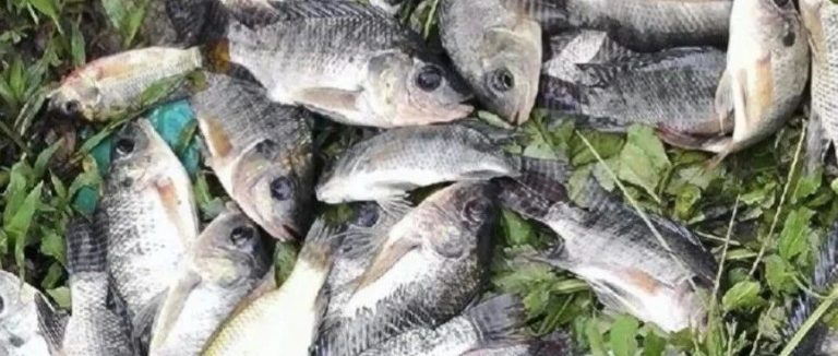 遂溪龙湾村隐秘小河流狂抽罗非：除了海鱼没有，这里什么鱼都有——中国遂溪醒狮之乡湛江遂溪大道旁边狂抽罗非鱼探秘
