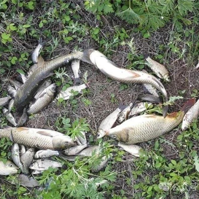 春季钓鱼何时浅滩？掌握其中天时地利，浅水轻松钓大鱼