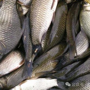立春后钓鱼，5个技巧助你鱼获满满！