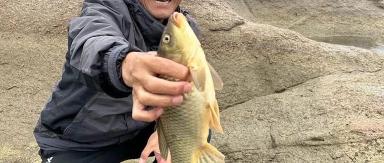 周末出钓及鱼情分析