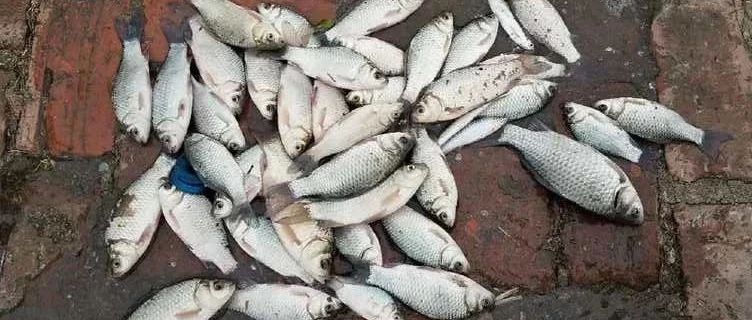 难怪别人狂拉你空军！这三个鱼窝九成人不知道！鱼儿把这地方当作家！
