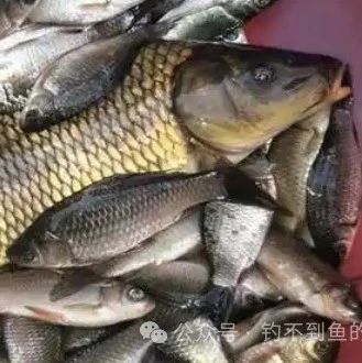 新手钓鱼，不要听那些大师瞎掰，你就记好这10招，保证不空军