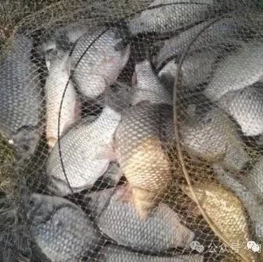 不看这篇，你可能永远错过比蚯蚓强百倍，比玉米面实惠无数的诱饵