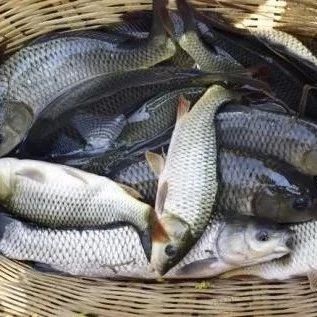 这款饵料被称为鲫鱼“毒品”，鲫鱼闻到气味，不要命的咬钩！