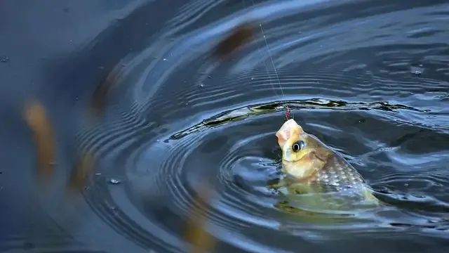 src=http___img.alicdn.com_imgextra_i2_2904160182_TB21yATspXXXXbeXXXXXXXXXXXX_!!2904160182-0-headline_editor.jpg&refer=http___img.alicdn.webp.jpg