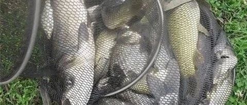 学会正确抓口，上钩率提升一半
