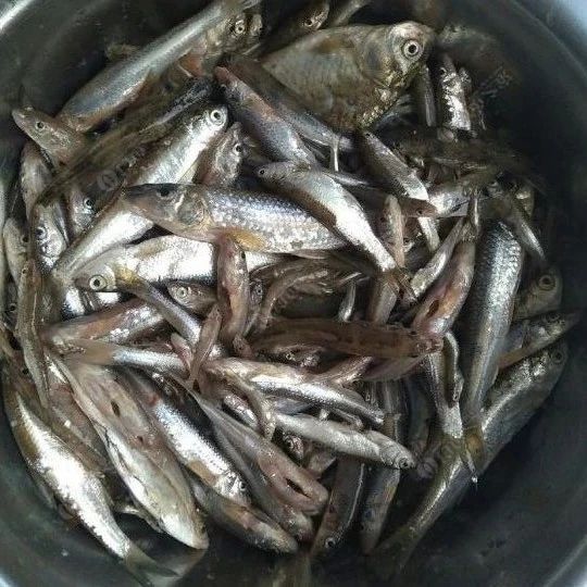 杂鱼闹窝怎么办？5种方法教你轻松钓大鱼，甩掉小杂鱼