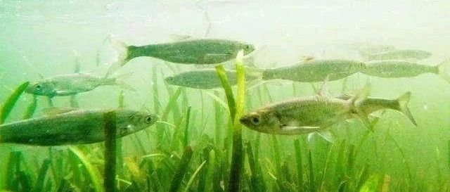 别再硬磕大鱼！这套白条麦穗速钓攻略，让你10 分钟学会「连竿爆护」