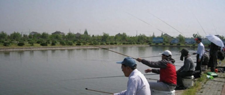 旁门黑坑技法“拖钓鲫鱼”，不多学点对不起黑坑老板！