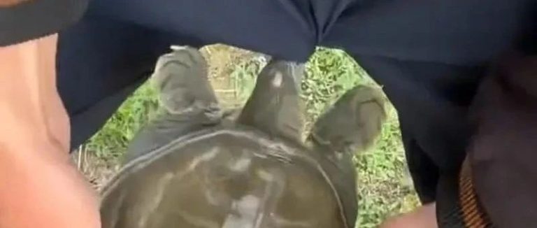 钓甲鱼秘籍大公开，轻松上手有收获