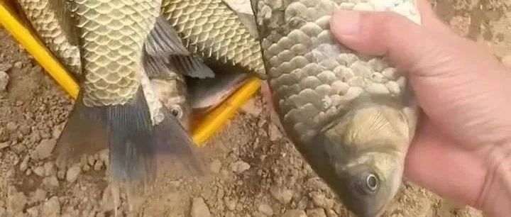 夏季夜钓大板鲫的五个致命误区！90%的钓友都栽在第三条...