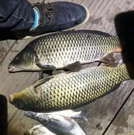 夜钓与白天钓鱼的9大差异！不懂这些，劝你别夜钓，否则必空军！